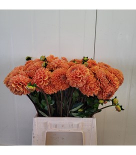 Dahlia Sylvia 50 cm