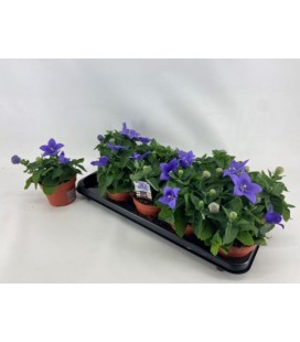 Platycodon Bleu pot de 12 cm