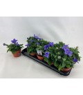 Platycodon Blanc pot de 12 cm