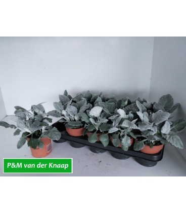 Cineraire Maritime pot de 11