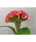 Celosie pink Delight 75 cm