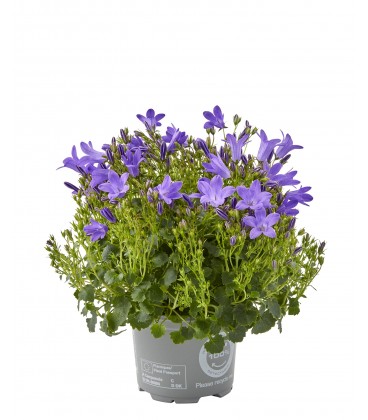 Campanule Blueone pot de 10.5