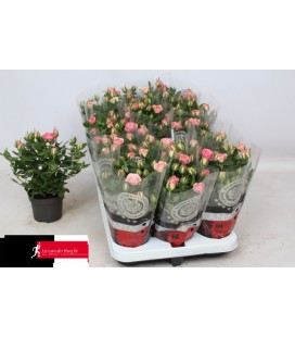 Rosier Carousel pot 10.5