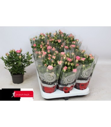 Rosier Carousel pot 10.5