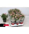 Rosier Carousel pot 10.5