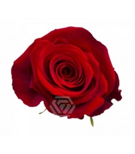 Rose Fortune equat 50 cm x 25