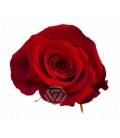 Rose Fortune equat 50 cm x 25