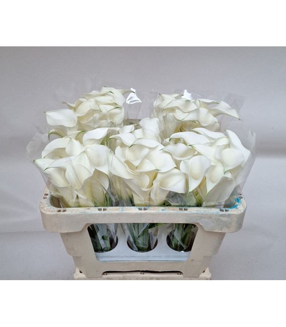 Calla White mambo 50 cm