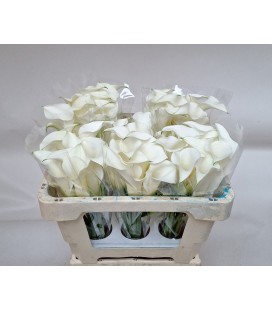 Calla White mambo 70 cm