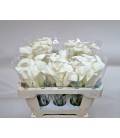 Calla White mambo 50 cm