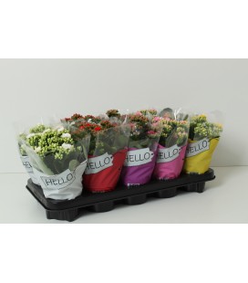 Kalanchoe Ø10.5 mix 6 coul