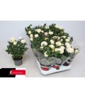 Rosier belami kordana Ø10.5