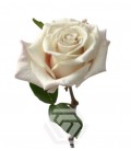 Rose Equat Silver sand 50 cm x 25