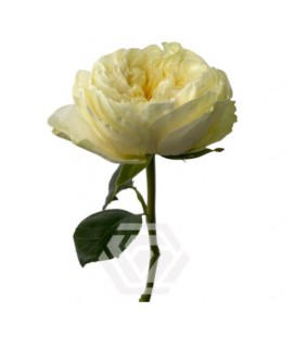 Rose Equat Antonia Gar 50 cm x 25