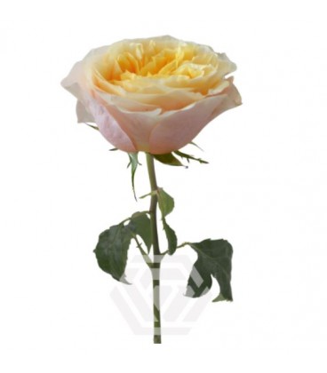 Rose Equat Kings cross 60 cm x 25
