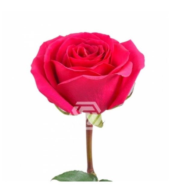 Rose Equat Queenberry 50 cm x 25