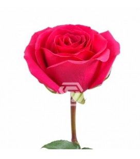 Rose Equat Queenberry 50 cm x 25