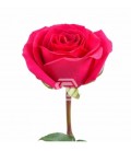 Rose Equat Queenberry 50 cm x 25