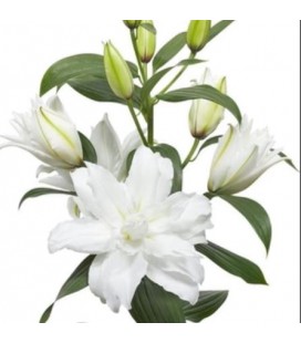 Lys Or Dou White Tornado 90 cm