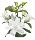 Lys Or Dou White Tornado 90 cm