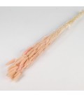 Lagurus Light Pink 50g 70cm