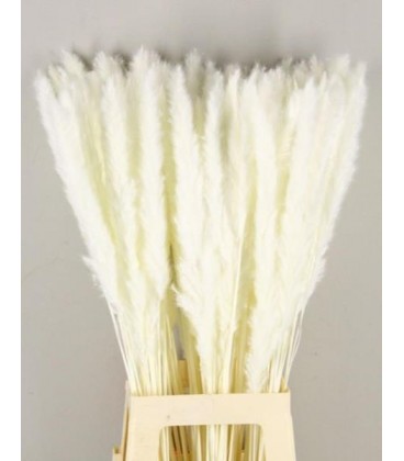 Pampa Silvy blanchi 85 cm 10 tiges 