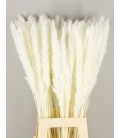 Pampa Silvy blanchi 85 cm 10 tiges 