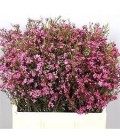 Wax Ofir 60 cm