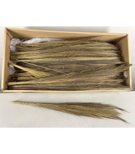 Broom grass Naturel botte 50 g