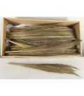 Broom grass Naturel botte 50 g