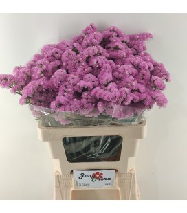 Statice Fantasia wings 60 cm