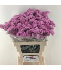 Statice Fantasia wings 60 cm