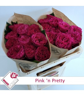 Rose Pink'n pretty 50 cm