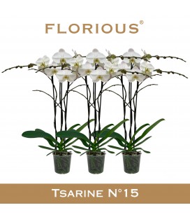Phalaenopsis blanc  Ø 15 h 90 cm