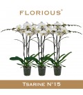 Phalaenopsis blanc  Ø 15 h 90 cm