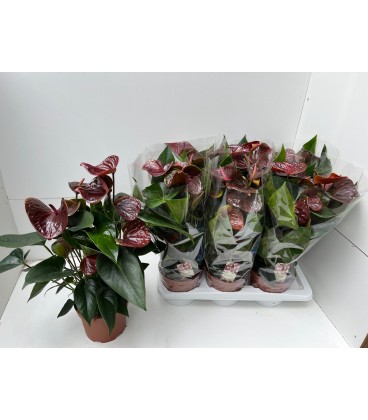 Anthurium Essencia Ø 17