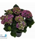 Hortensia Germini Ø 15
