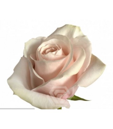 Rose Equat Pomarosa 50 cm