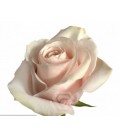Rose Equat Pomarosa 50 cm