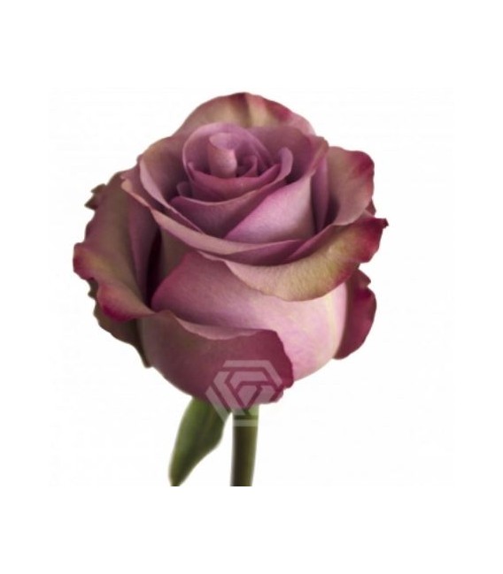 Rose Equat Govinda 50 cm