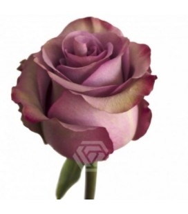 Rose Equat Govinda 50 cm