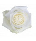 Rose Equateur Proud 50 cm x 25