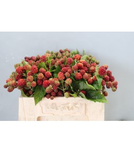 Rubus ( Mures fruit ) 80 cm