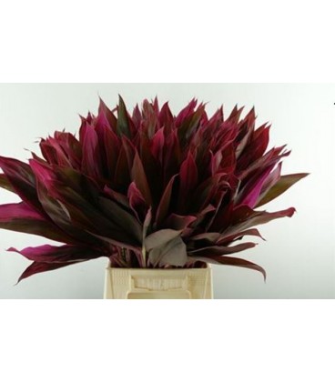 Graminée teinté x 50