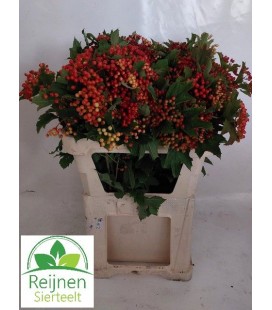 Viburnum compactum 90 cm