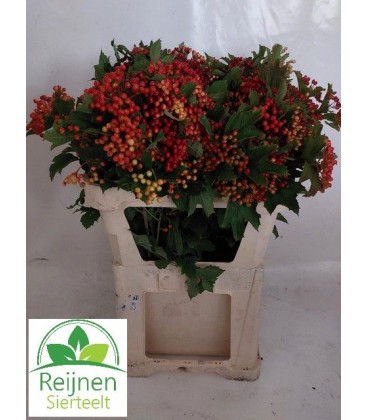 Viburnum compactum 80 cm