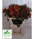 Viburnum compactum 90 cm