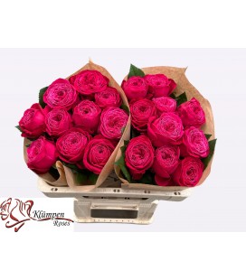 Rose Just more 40 cm