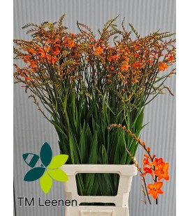 Crocosmia Peach Melba 90 cm