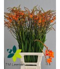 Crocosmia Peach Melba 90 cm